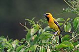 Yellow Oriole